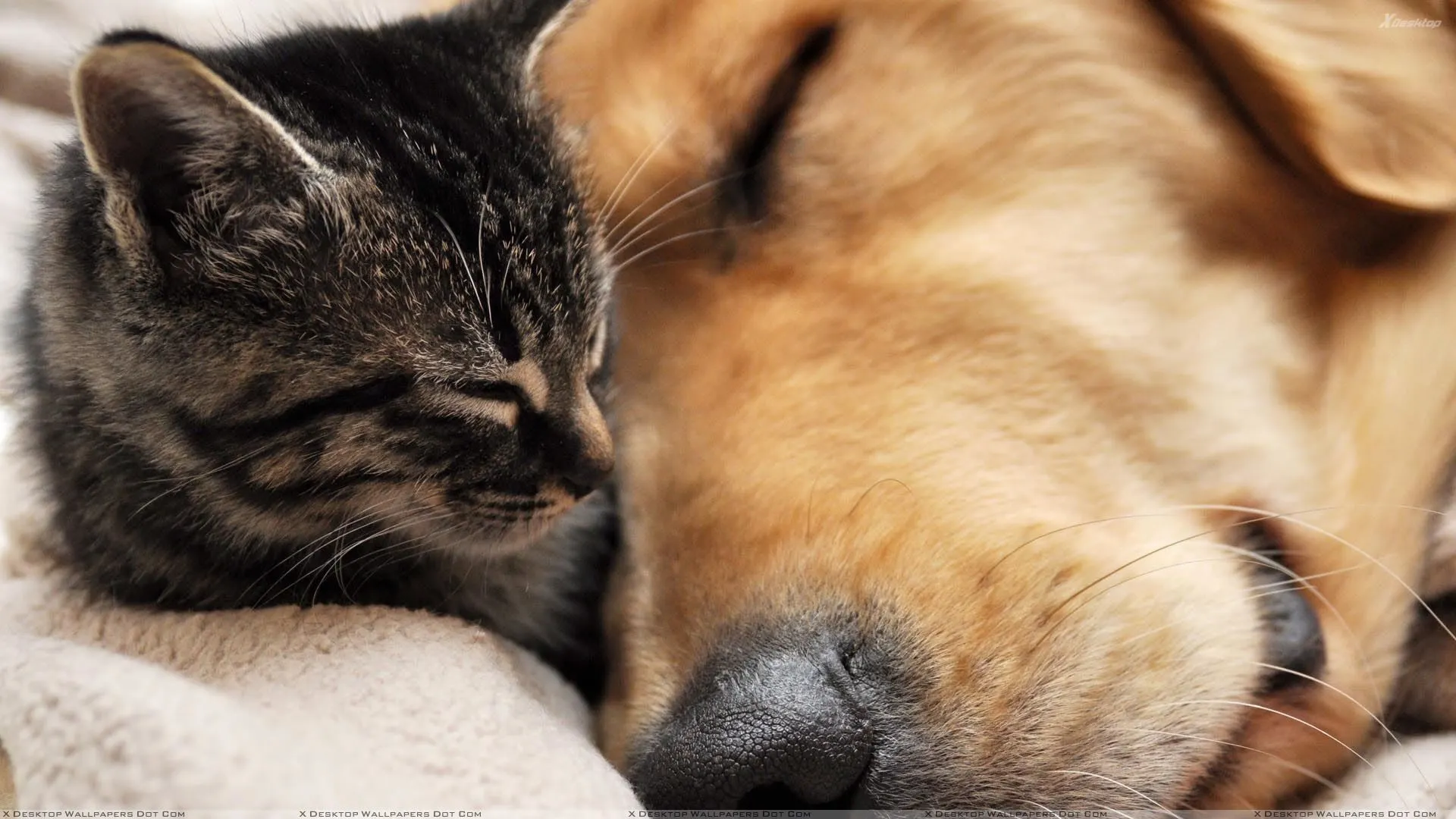 Happy cat and dog at Bonnievale Kennels